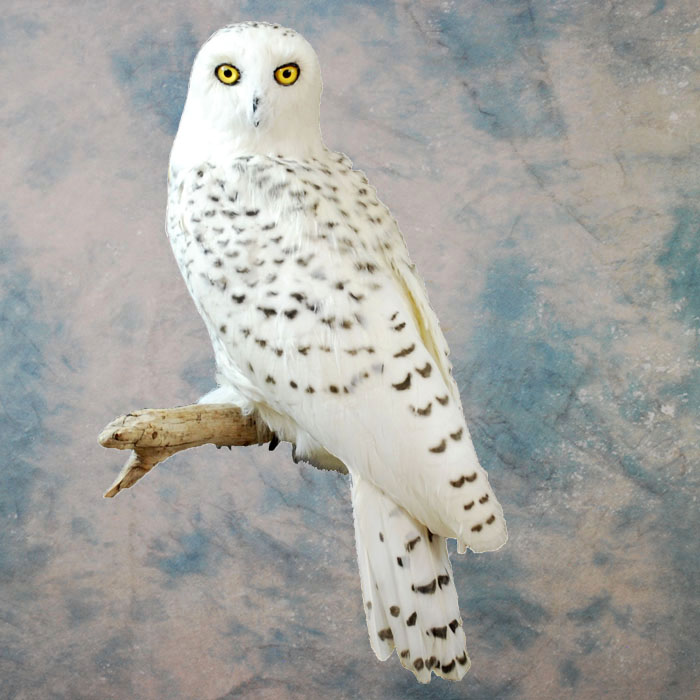 Snowy Owl Recreation Nevada bird taxidermy