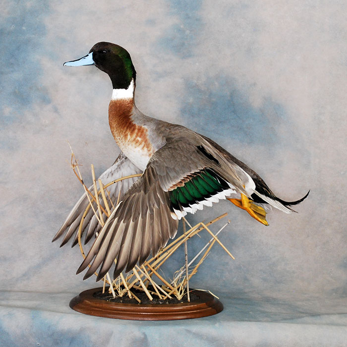 Mallard Hybrid Nevada Bird Taxidermy