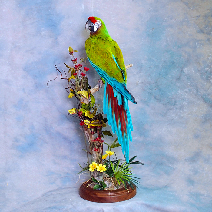 Aracari Toucan Nevada Bird Taxidermy