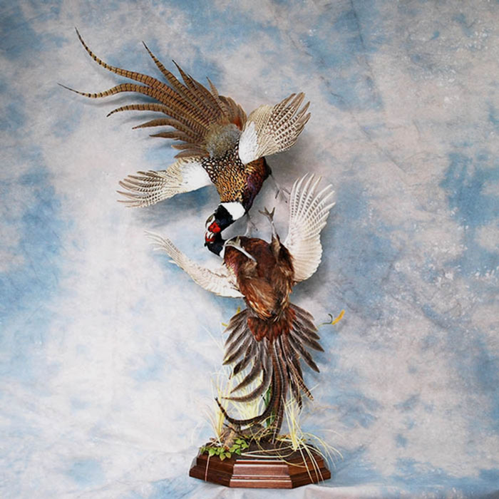 California Quail Nevada Bird Taxidermy