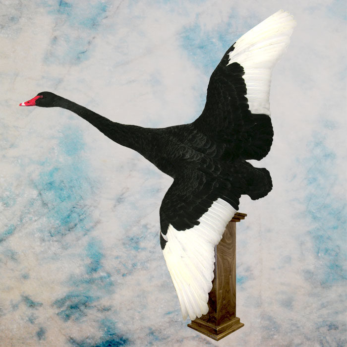 Black Swan Taxidermy Reno Nevada