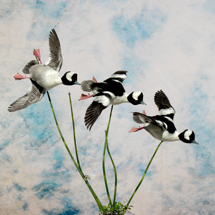 Bufflehead Taxidermy Reno Nevada