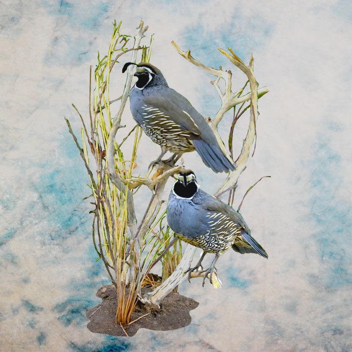 California Quail Taxidermy Reno Nevada