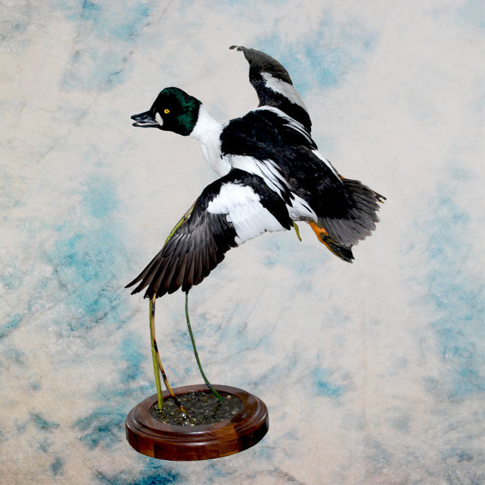 Common Goldeneye Taxidermy Reno Nevada