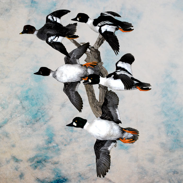 Common Goldeneye Taxidermy Reno Nevada