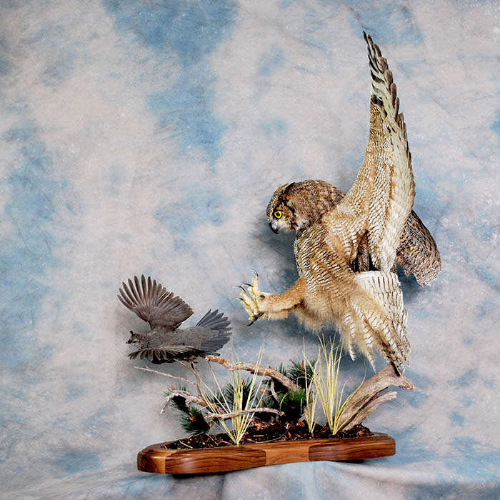 horned owl taxidermy