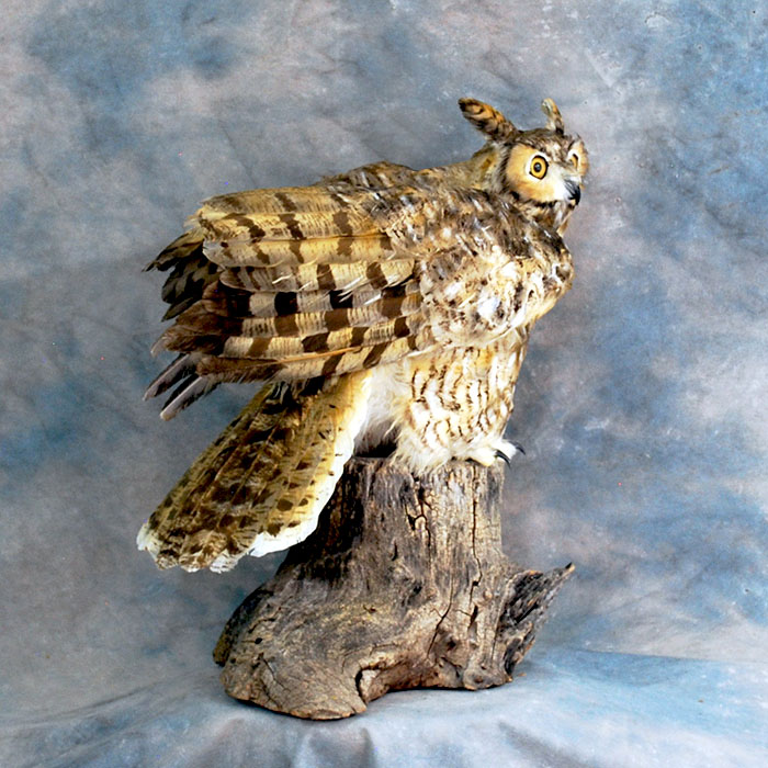 horned owl taxidermy