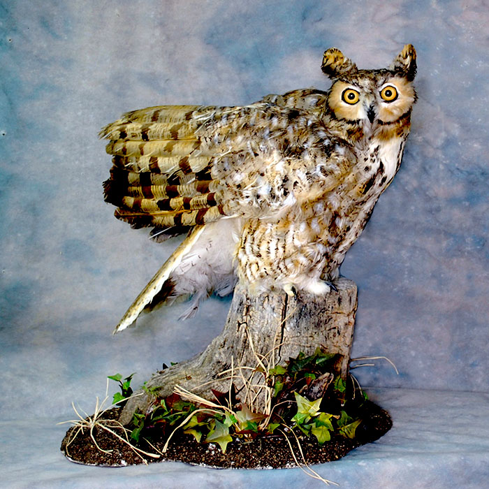 horned owl taxidermy