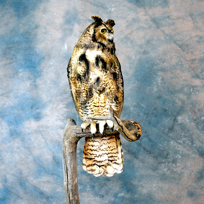 horned owl taxidermy