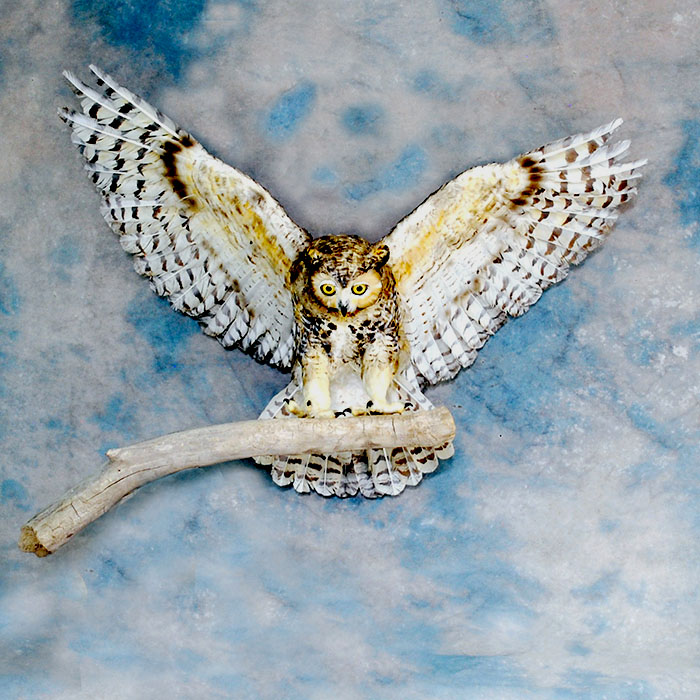 horned owl taxidermy