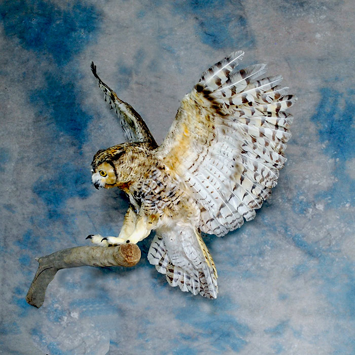 horned owl taxidermy