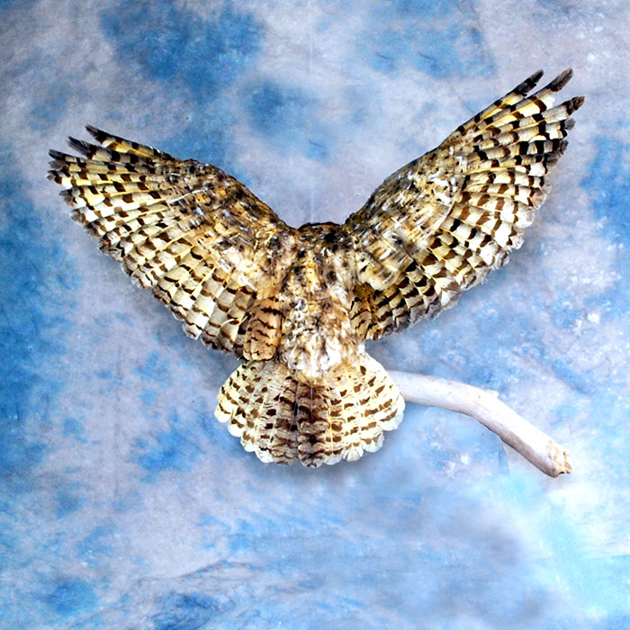 horned owl taxidermy