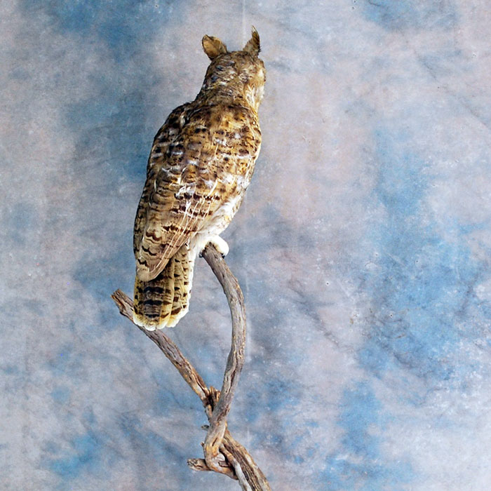 horned owl taxidermy