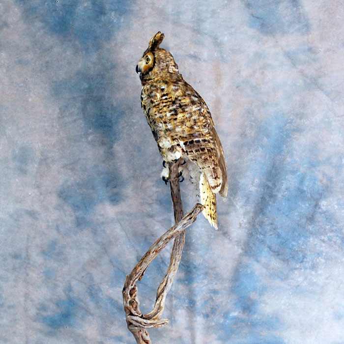 horned owl taxidermy