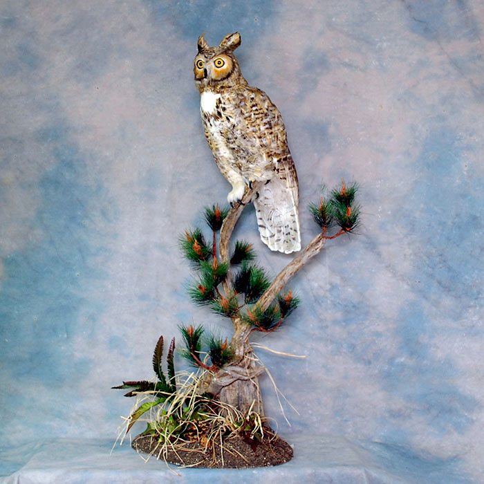 horned owl taxidermy