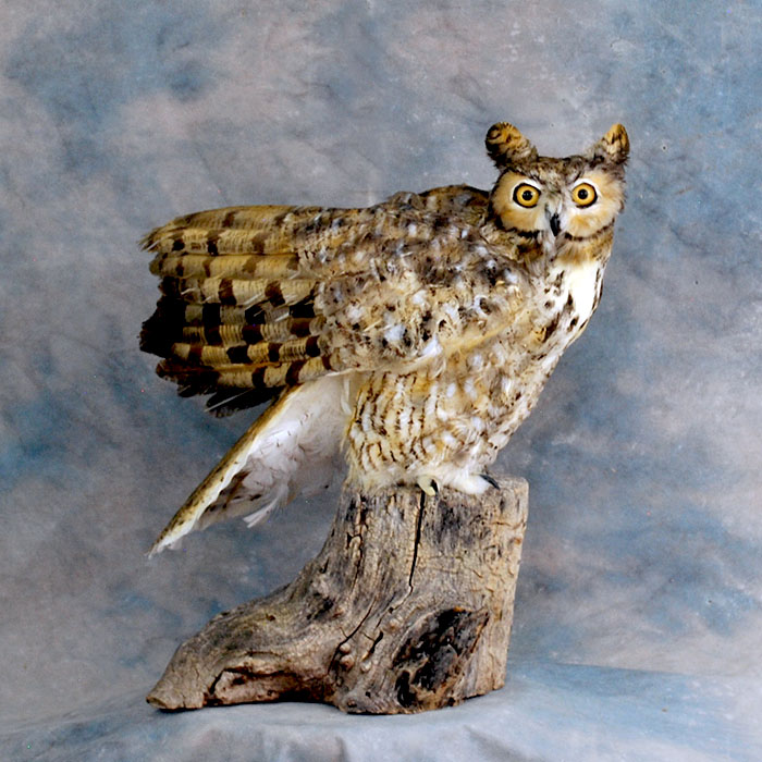 horned owl taxidermy