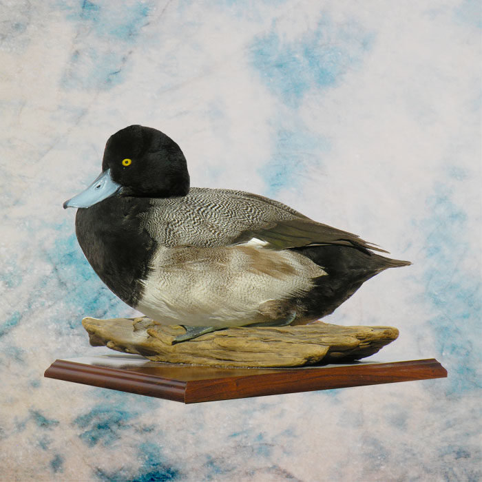 Lesser Scaup Taxidermy Reno Nevada