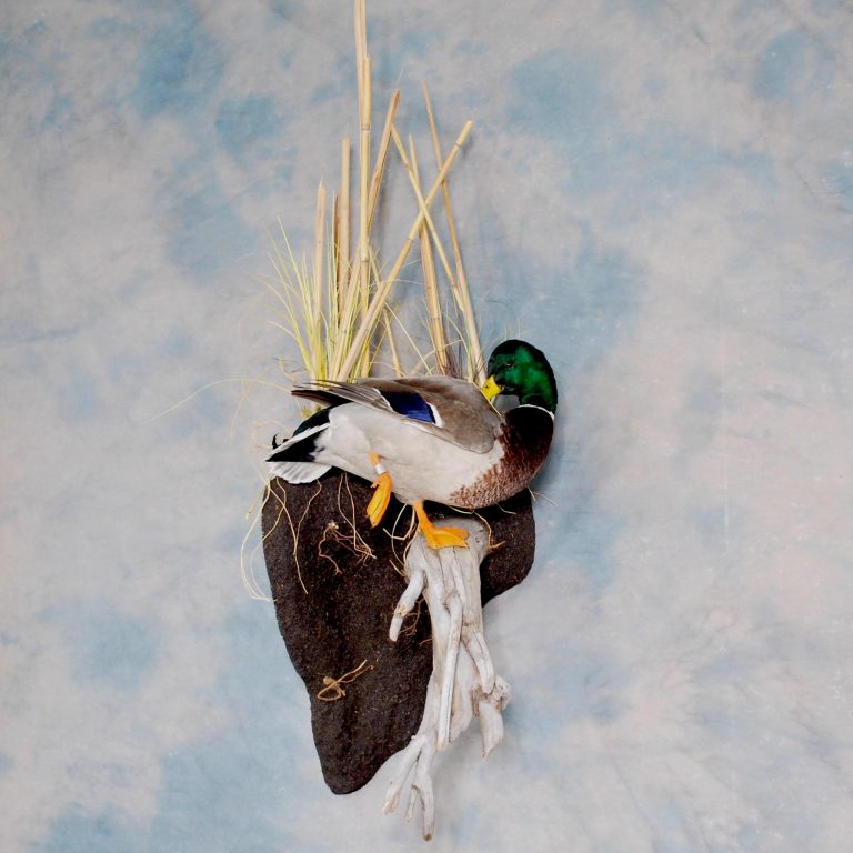 Mallard Taxidermy Reno Nevada