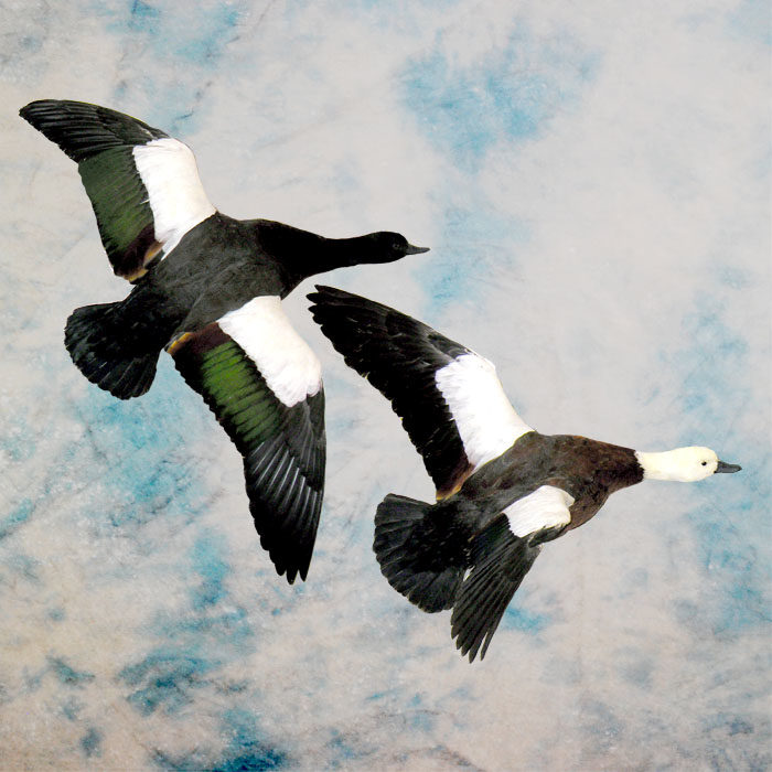 Paradise Duck Taxidermy Reno Nevada