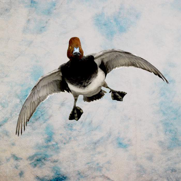 Redhead Taxidermy Reno Nevada