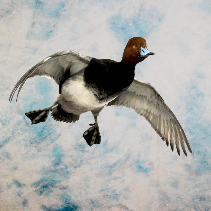 Redhead Taxidermy Reno Nevada