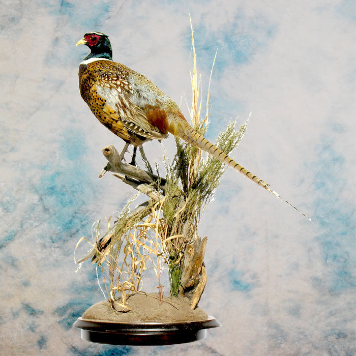 Ring-Neck Pheasant Taxidermy Reno Nevada