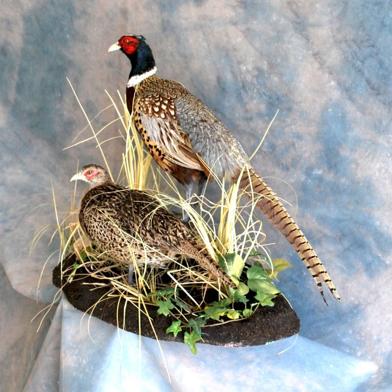 Ring-Neck Pheasant Taxidermy Reno Nevada