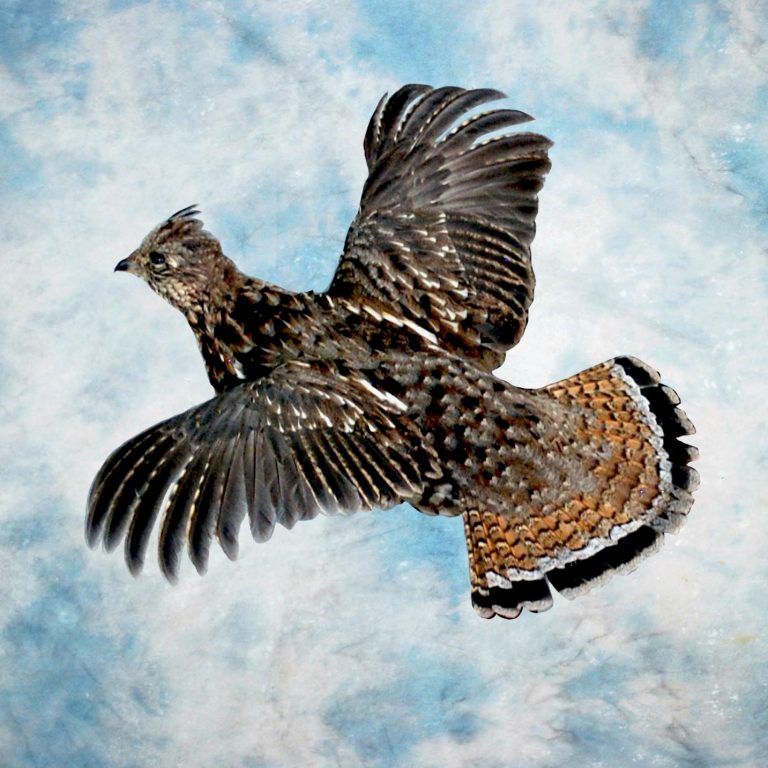 Ruffed Grouse Taxidermy Reno Nevada