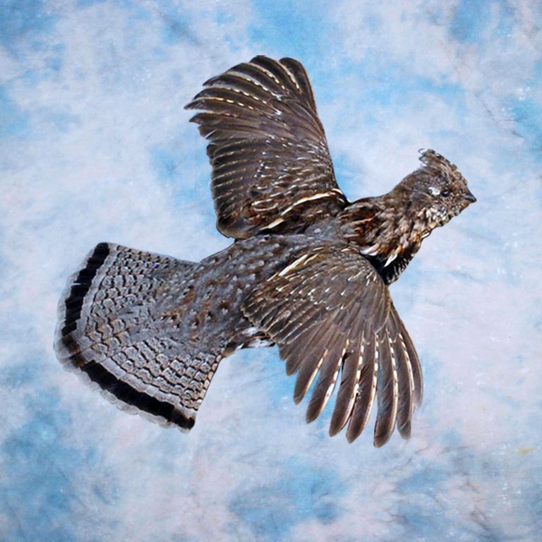 Ruffed Grouse Taxidermy Reno Nevada