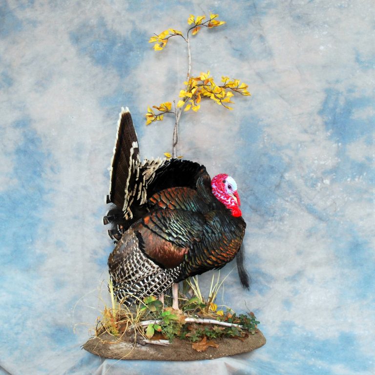 Turkey Taxidermy Reno Nevada