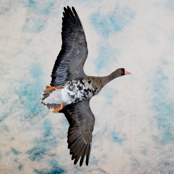 White-Fronted Goose Taxidermy Reno Nevada