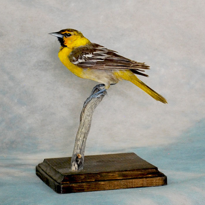 Bullock's oriole 2 Taxidermy Reno Nevada