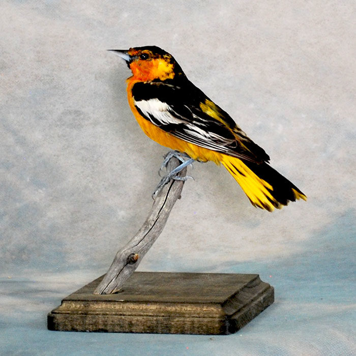 Bullock's oriole 3 Taxidermy Reno Nevada