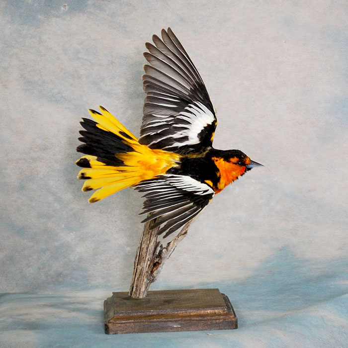 Bullock's oriole 4 Taxidermy Reno Nevada