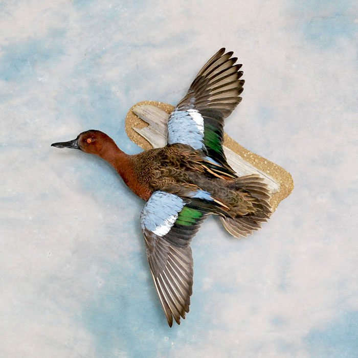 Cinnamon Teal 20 Taxidermy Reno Nevada