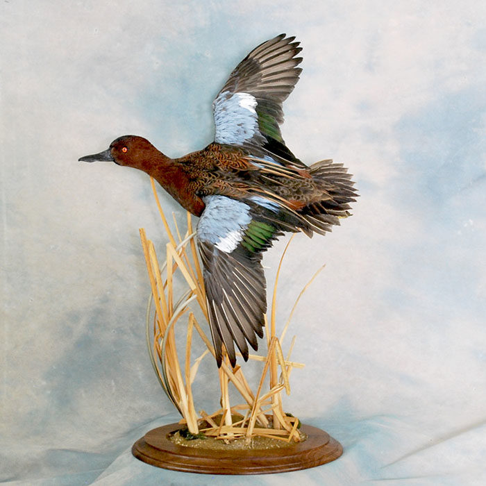 Cinnamon Teal 21 Taxidermy Reno Nevada