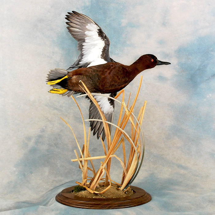 Cinnamon Teal 22 Taxidermy Reno Nevada