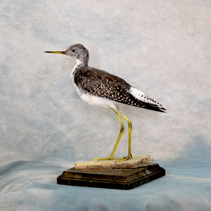 Common Sandpiper Taxidermy Reno Nevada