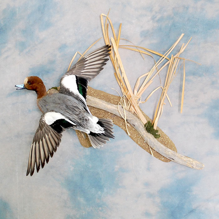 Eurasian Wigeon 8 Taxidermy Reno Nevada