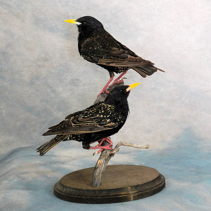 European starling 2 Taxidermy Reno Nevada