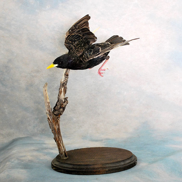 European starling 3 Taxidermy Reno Nevada