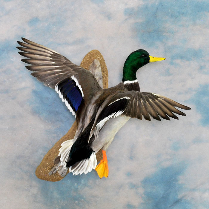 Mallard 36 Taxidermy Reno Nevada