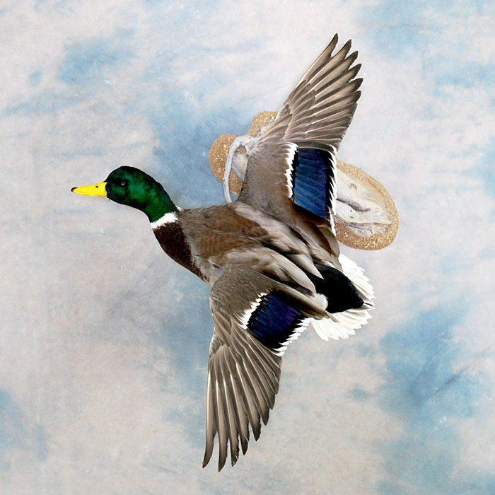 Mallard 37 Taxidermy Reno Nevada