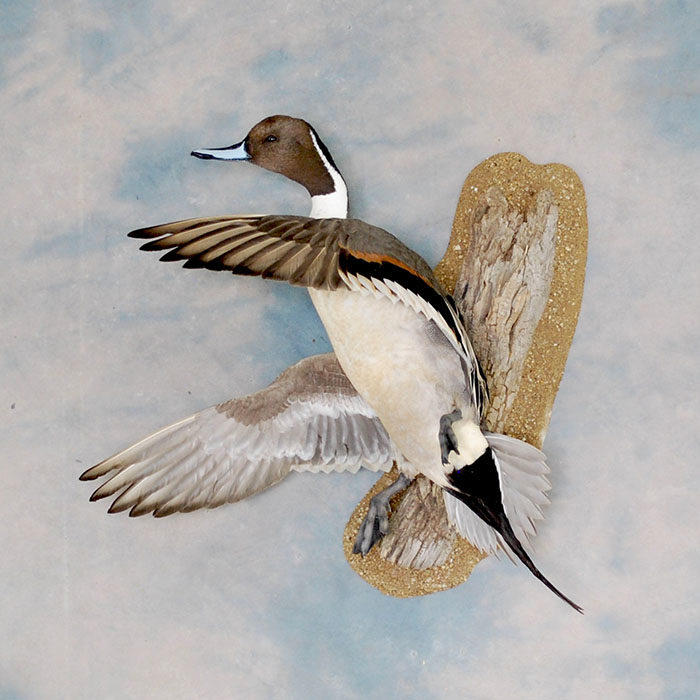 Northern Pintail 46 Taxidermy Reno Nevada