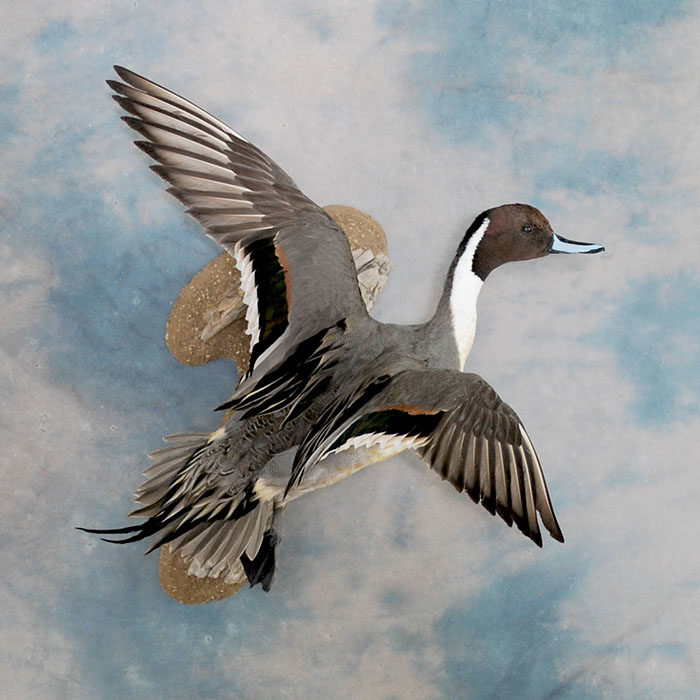 Northern Pintail 47 Taxidermy Reno Nevada