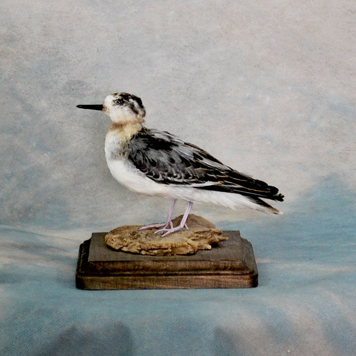 Red-necked phalarope Taxidermy Reno Nevada