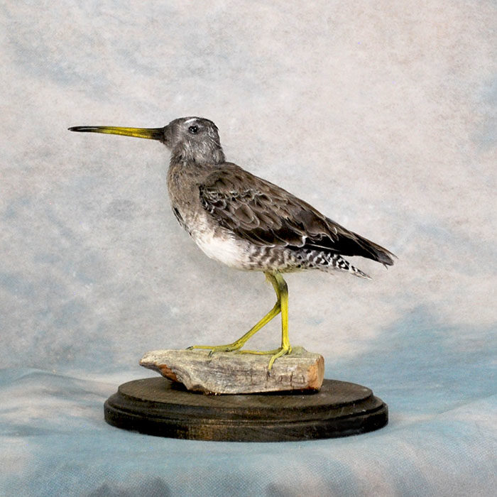 Sandpiper Taxidermy Reno Nevada