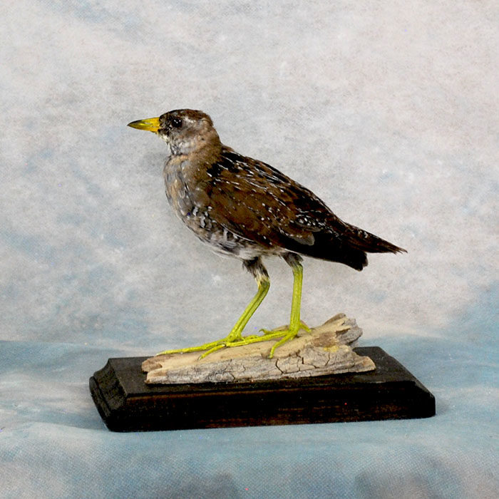 Sora Rail 1 juvenile Taxidermy Reno Nevada