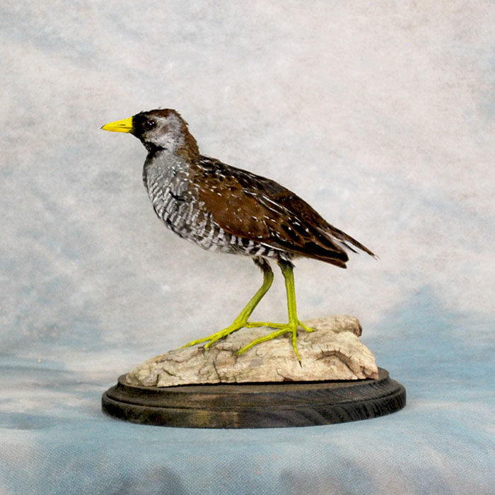 Sora Rail adult Taxidermy Reno Nevada