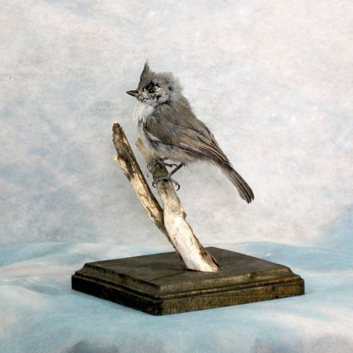 Tufted Titmouse Taxidermy Reno Nevada